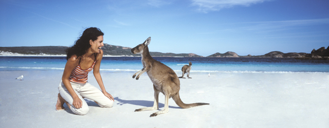 kangourous sur une plage d'australie