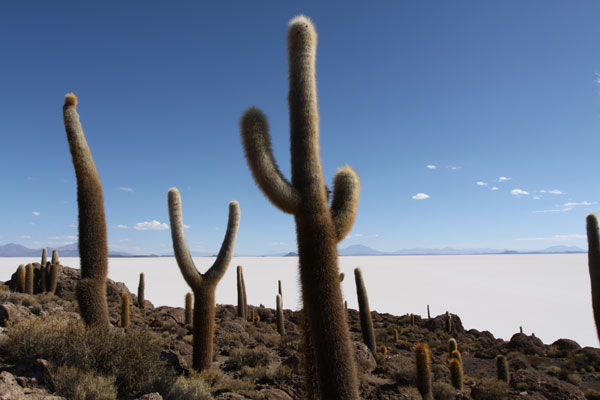 Bolivia-I-510i