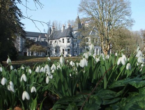 Hotal Mount Falcon en Irlande. tulipes blanches au premier plan