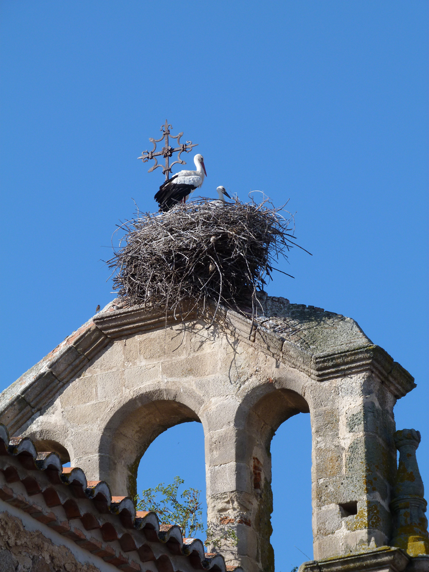 Cigogne sur ciel bleu