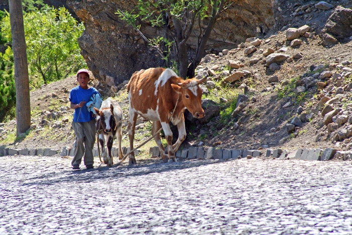 Rallye des îles du soleil RIDS_Mindelo_gardien_de_vaches