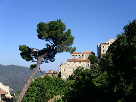 Lama_Balagne