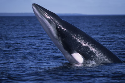 Grande-Baleine