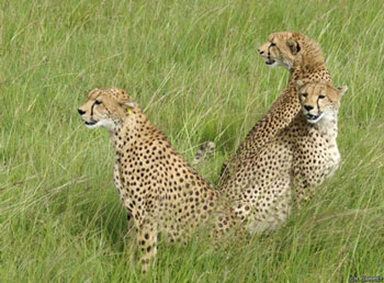 kenya-safarie-famille-clubaventure