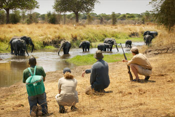 safari-observation