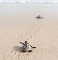 La fondation TUI s’engage pour la protection des tortues de mer