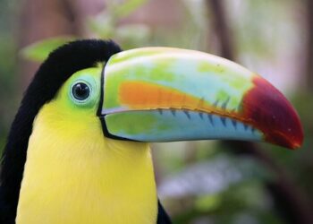 Voyager responsable au Costa-Rica