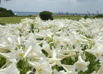 Japon, les îles Amani trésors cachés de Kyushu
