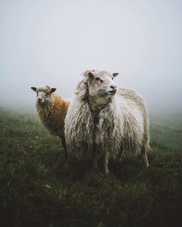 Deux moutons dans la brume des îles Féroé, au Danemark