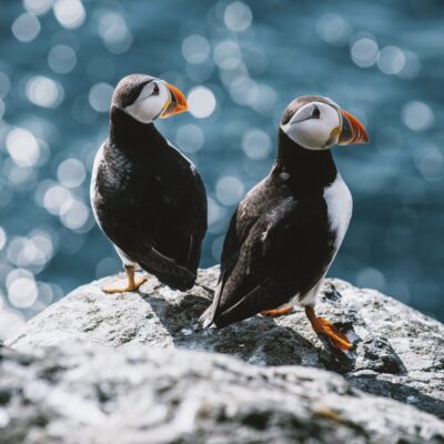 Deux macareux sur des rochers des îles Féroé, au Danemark