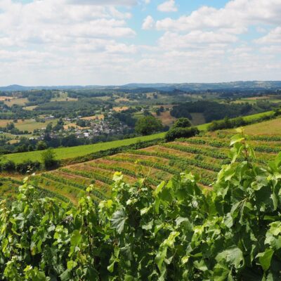 Vue des vignes et de la campagne des coteaux de la Vézère que l'on peut admirer lors d'un séjour à Brive