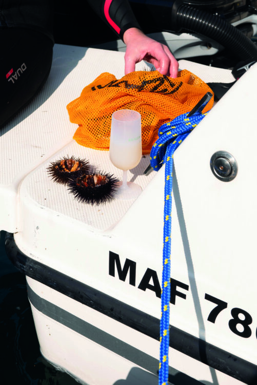 La coque en plastique d'un bateau avec deux oursins et un verre posés sur l'arrière