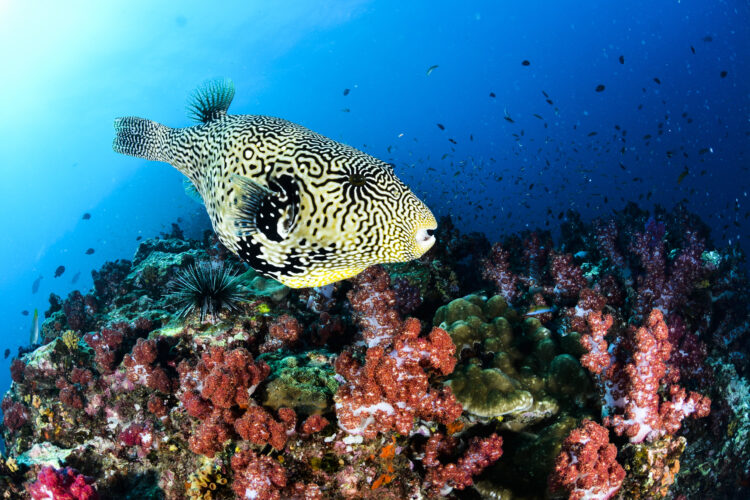 Poisson tropical évoluant entre les coraux, dans les fonds marins des Galapagos, lors d'une croisière Hurtigruten