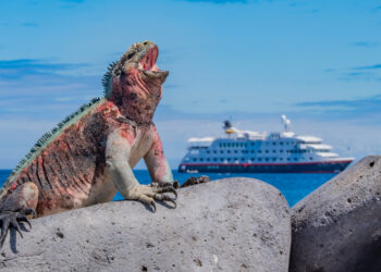 Le navire de la compagnie Hurtigruten mouillant face à une île des Galapagos que protège un majestueux iguane