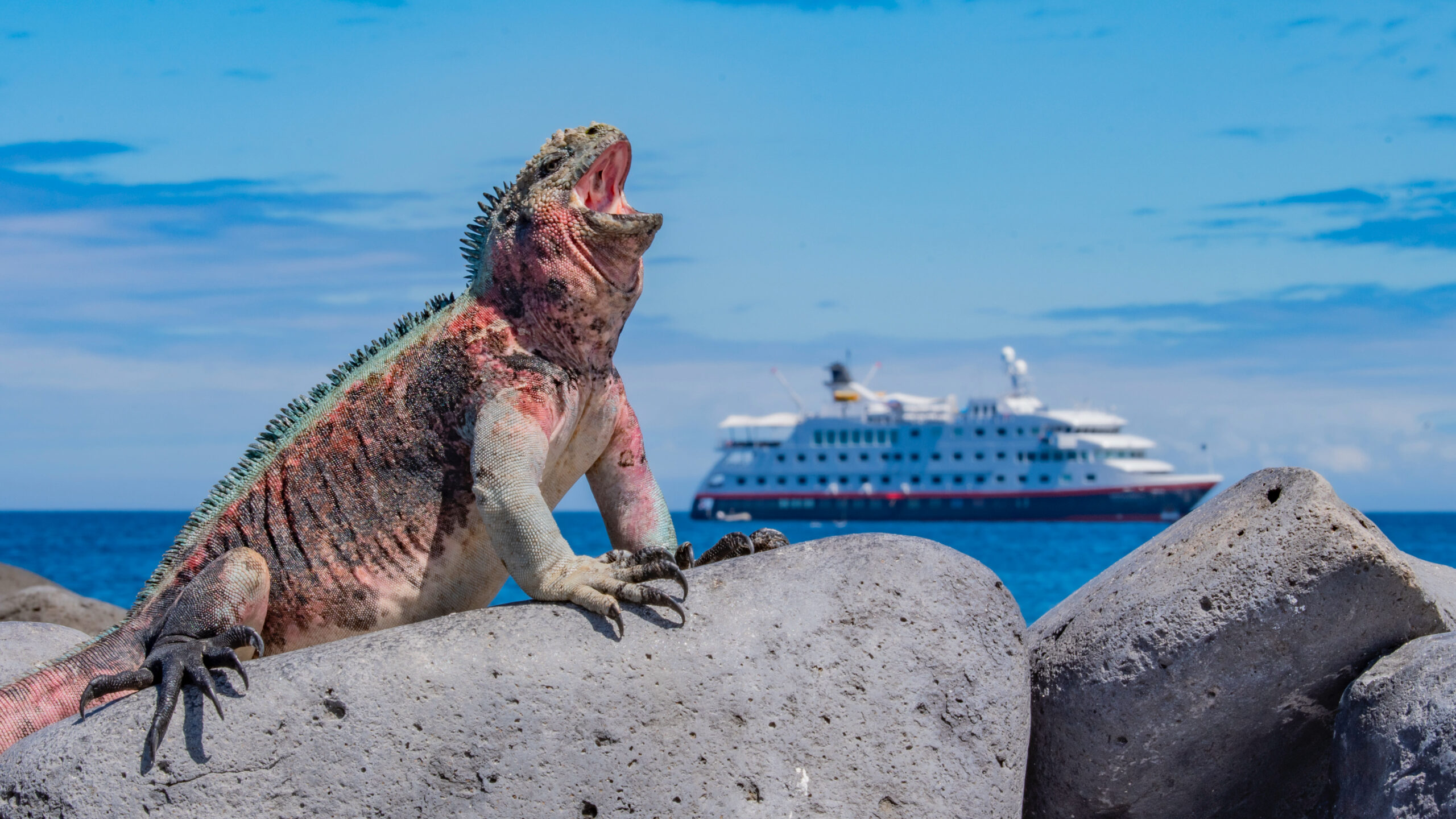 Le navire de la compagnie Hurtigruten mouillant face à une île des Galapagos que protège un majestueux iguane