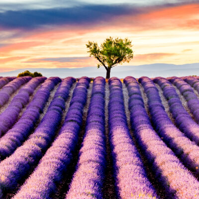 Un champs de lavandes, photo de Loïc Lagarde