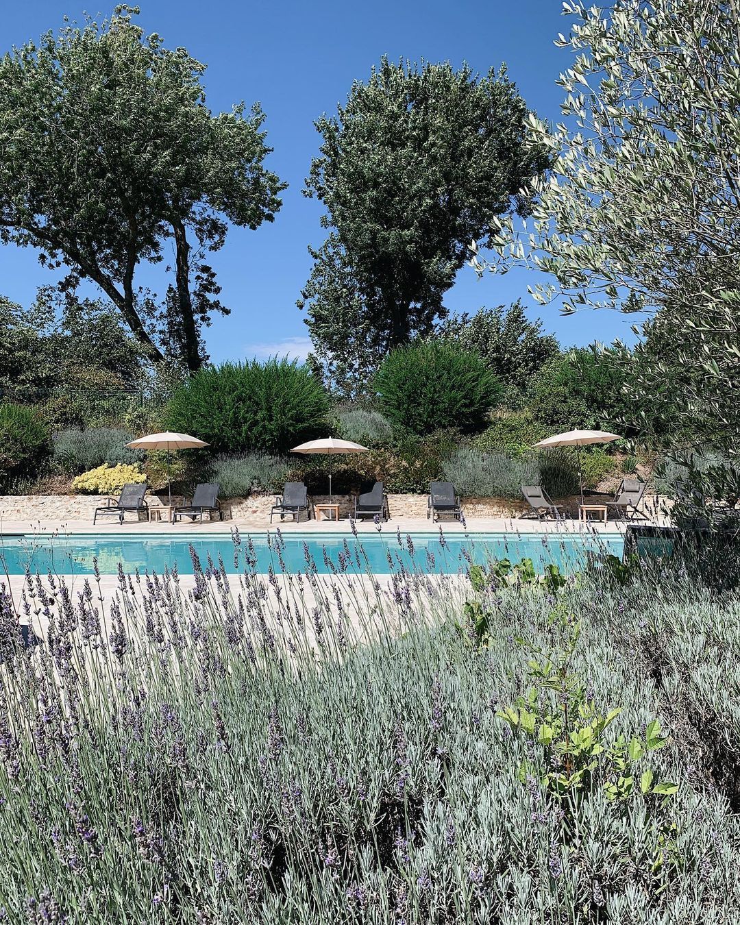 Vue de la piscine entourée de lavandes du Château de Villiers-le-Mahieu