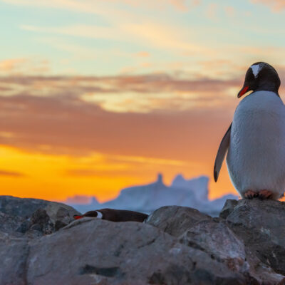 A la découverte de l'Antarctique