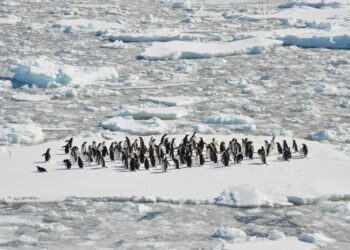 A la découverte de l'Antarctique