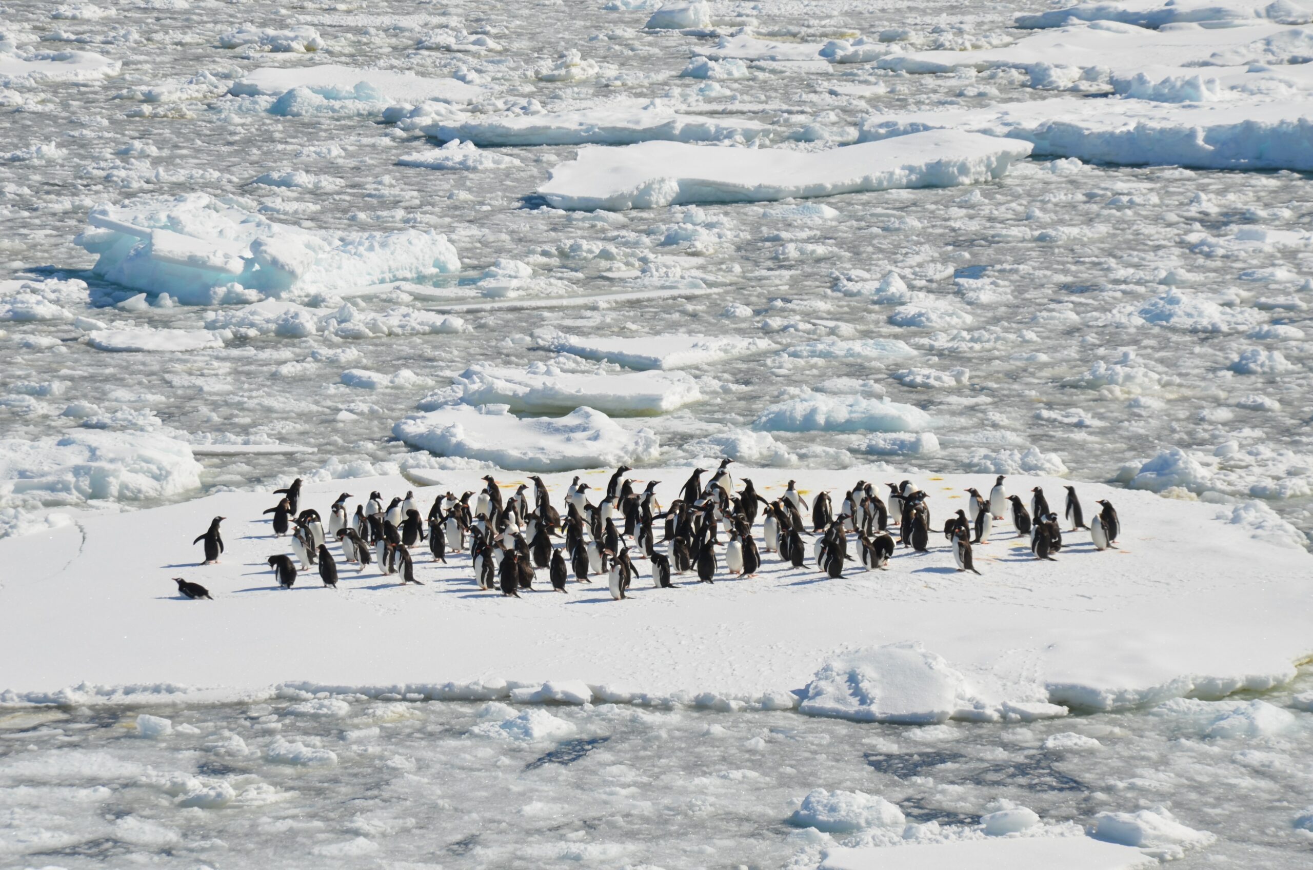 A la découverte de l'Antarctique