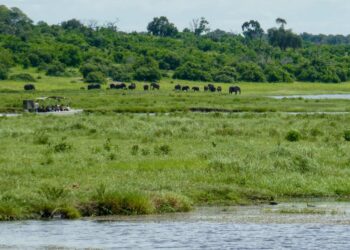 Les plus belles croisières afrique australe et safaris
