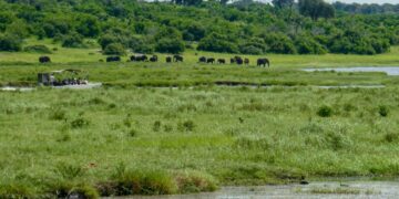 Les plus belles croisières afrique australe et safaris