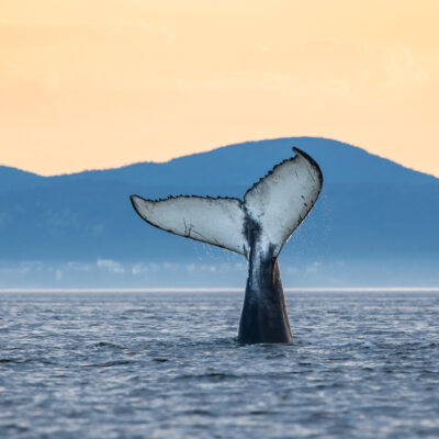 decouvrir le quebec maritime