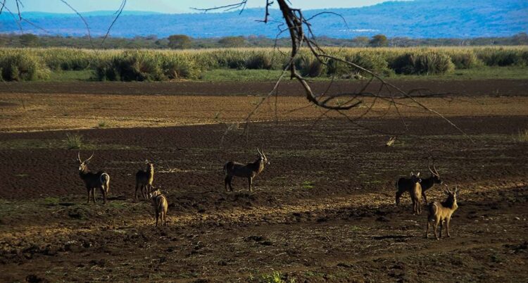 visiter l'Afrique du Sud